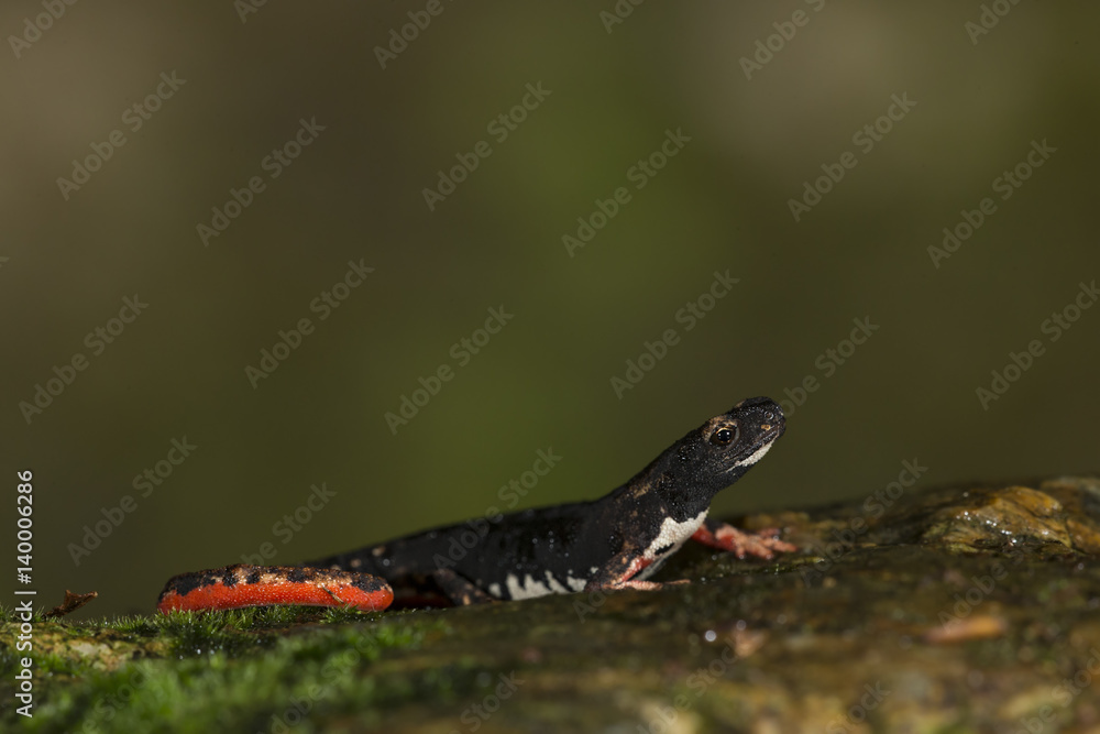 Fototapeta premium Wildlife