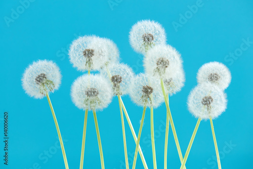 Dandelion flower on blue color background  group objects on blank space backdrop  nature and spring season concept.