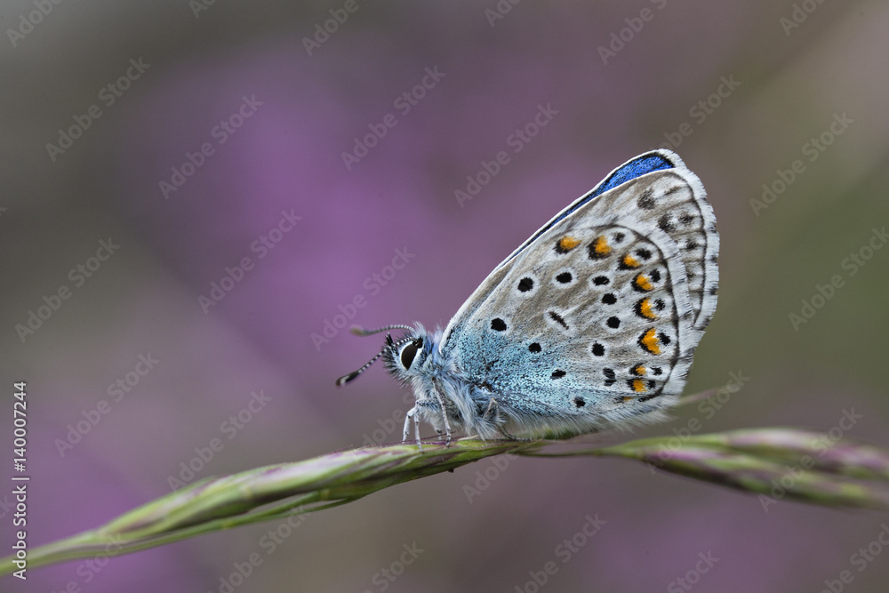 Obraz premium Wildlife