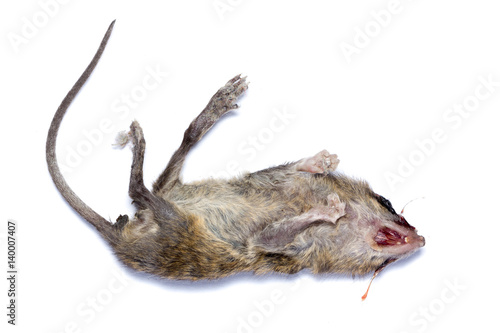 Dead rat isolated on white background