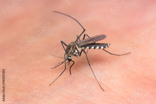 Macro-image of a mosquito on a human leg sucking blood