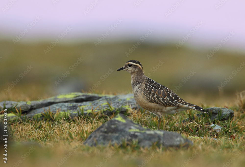 Obraz premium animal