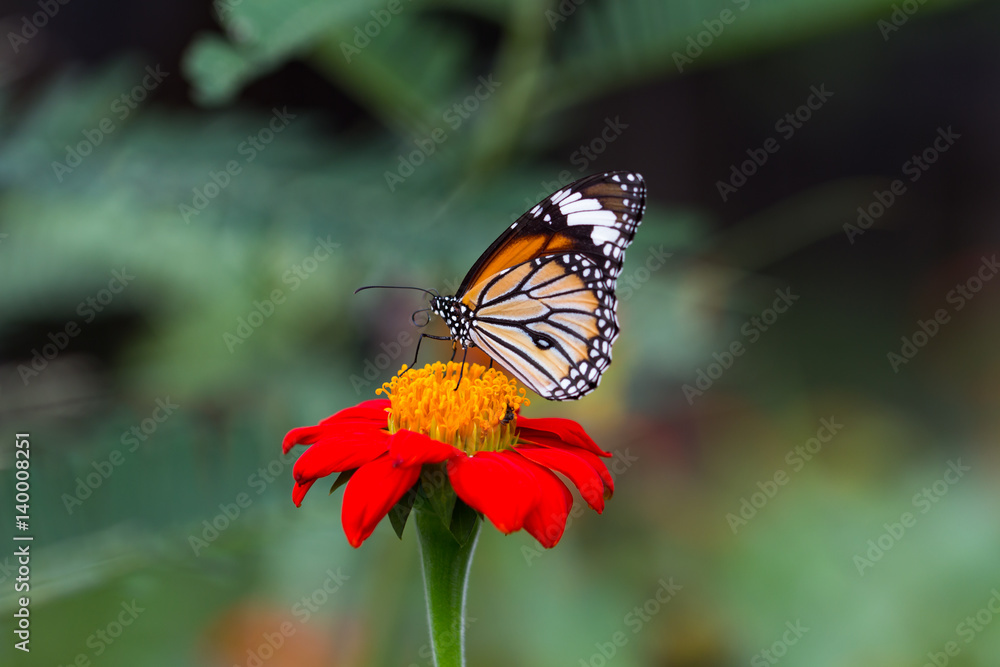 Monarch Butterfly on a Mexican Sunflower Monarch Butterfly on a Mexican Sunflower