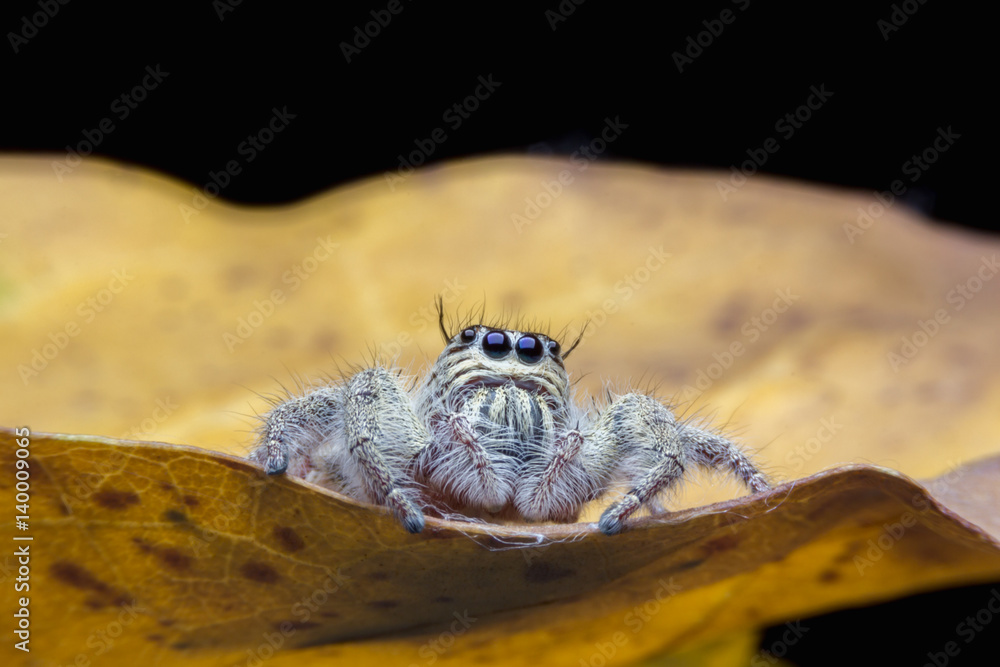 Close up view of Hyllus diardi Jumping Spider on the leaf with selective focus on eye