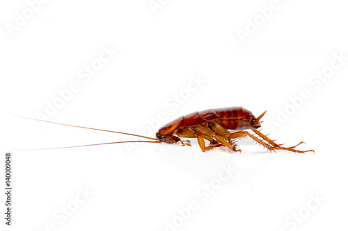 Dead cockroach isolated on a white background.