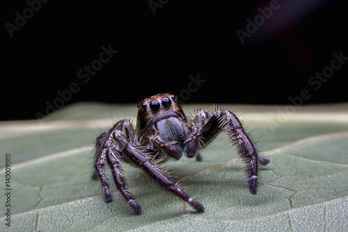 close up view of Hyllus diardi Jumping Spider on the leaf with selective focus on eye, female jumping spider.