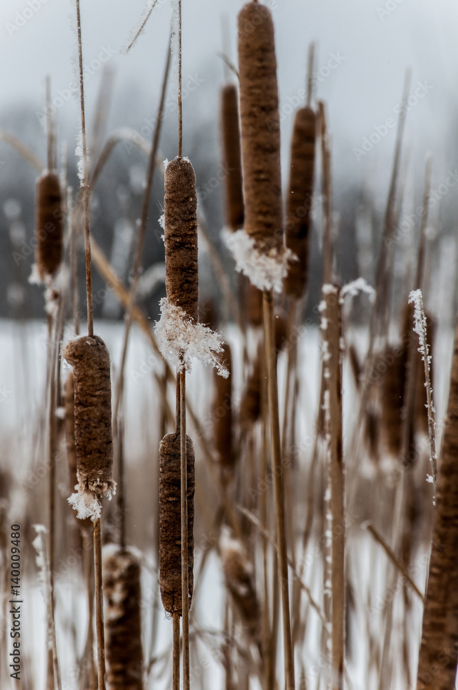 Fototapeta premium Winter cattail