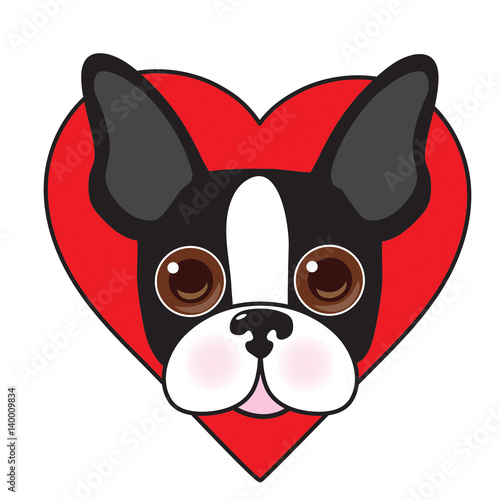 Boston Terrier Face