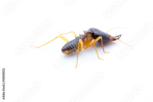Termites Soldier of soil eaters