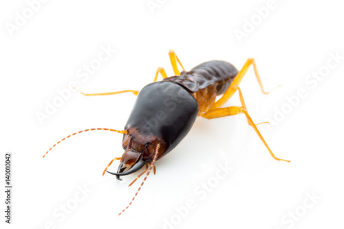 Termites Soldier of  soil eaters