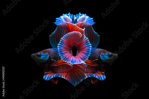 Thailand  fighting fish  isolated on black background. Capture the moving moment of siamese fighting fish.