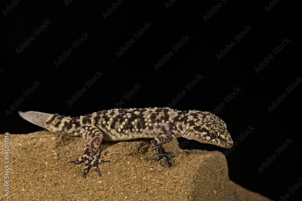 Naklejka premium animal