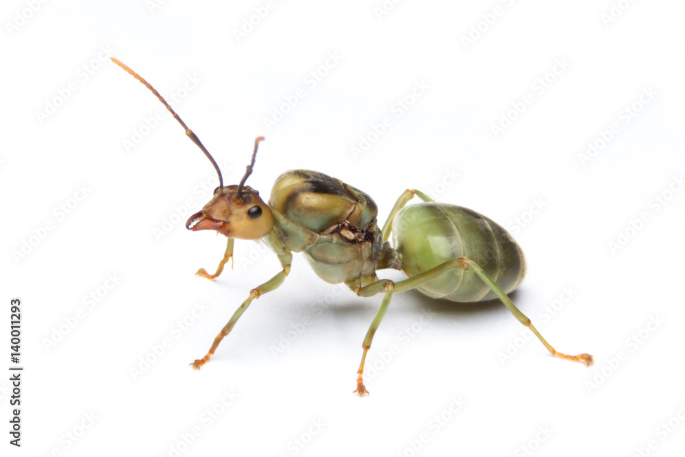 The queen ant The queen ant