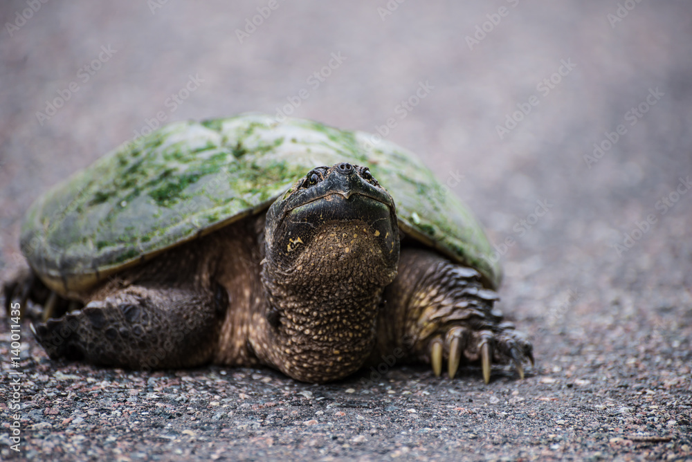 Obraz premium Snapping Turtle