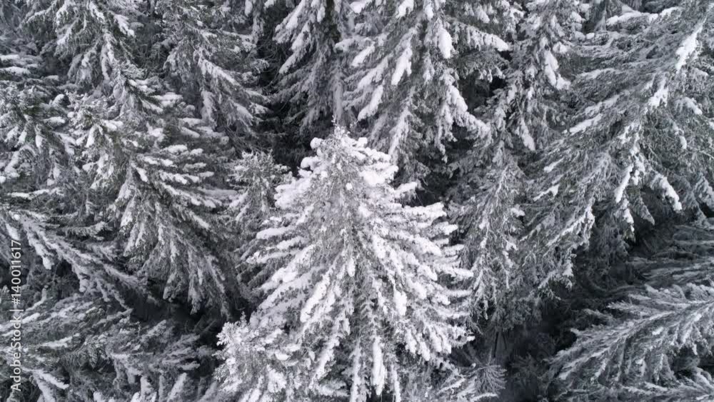 Cold Winter Snow Flakes Falling on Forest Tree Tops in 4K 60P Drone Shot Cold Winter Snow Flakes Falling on Forest Tree Tops in 4K 60P Drone Shot