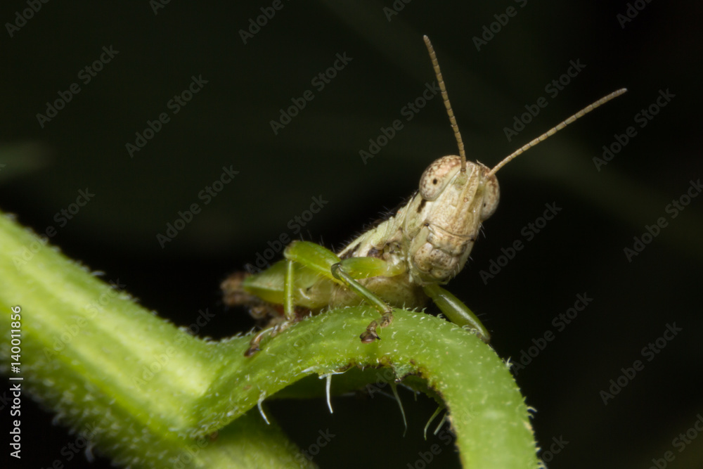 Meadow Grasshopper (Chorthippus parallelus) Meadow Grasshopper (Chorthippus parallelus)