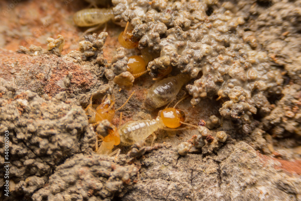 Termites nesting Termites nesting