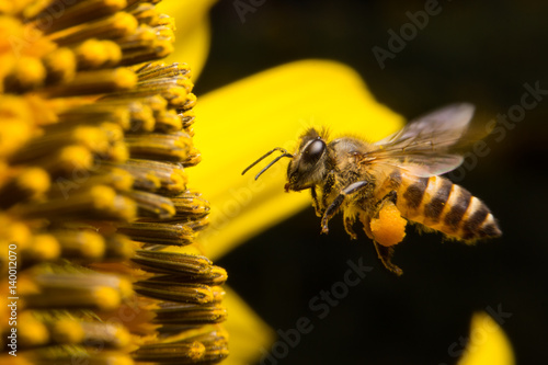 Bee collects nectar from flowers, Close Up Macro