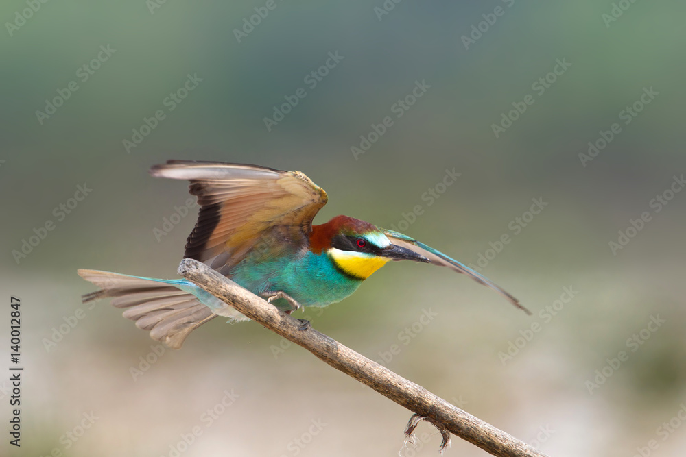 Fototapeta premium animal