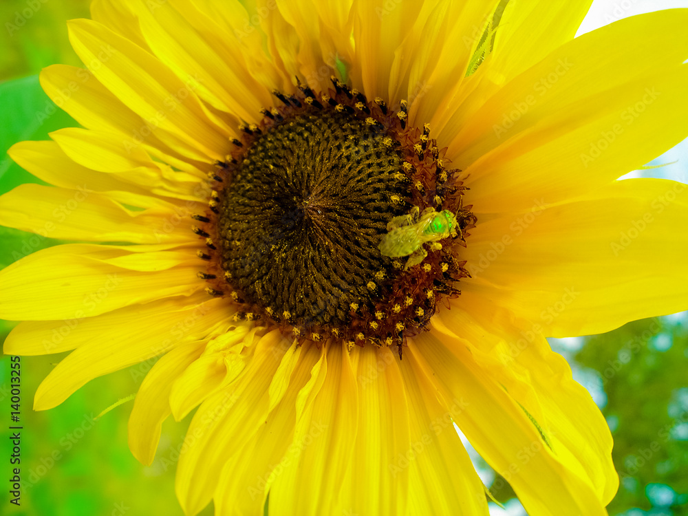 sunflower sunflower
