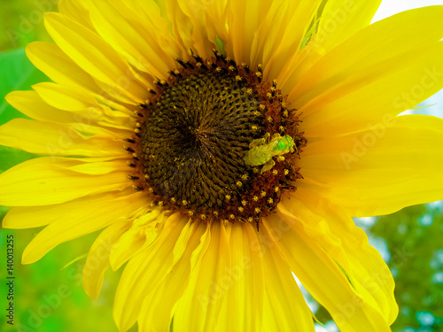 sunflower