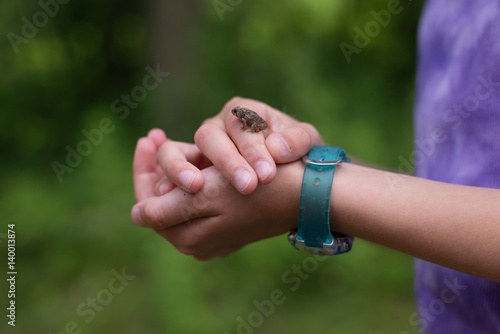 Tiny toad
