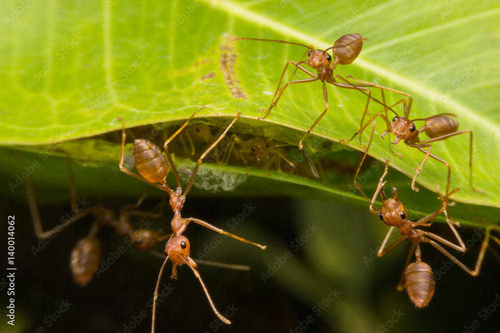 Red ants nest to nest together. Teamwork concept. Red ants nest to nest together. Teamwork concept.