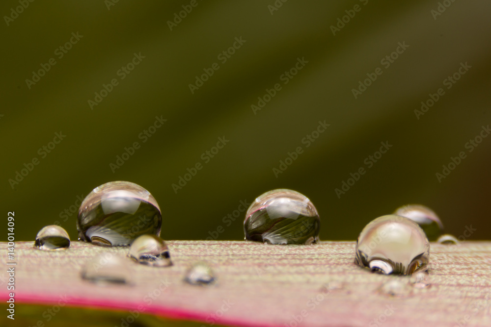 Water droplets on pink leaf with black background Water droplets on pink leaf with black background
