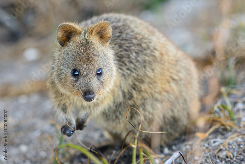 Quokka blickt in die Kamera, scheues Tier, Rottnest Island, Perth, Westaustralien, Australien, Australia, Down Under