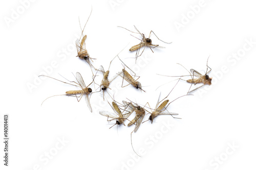 Group of Mosquito dead isolated on white background
