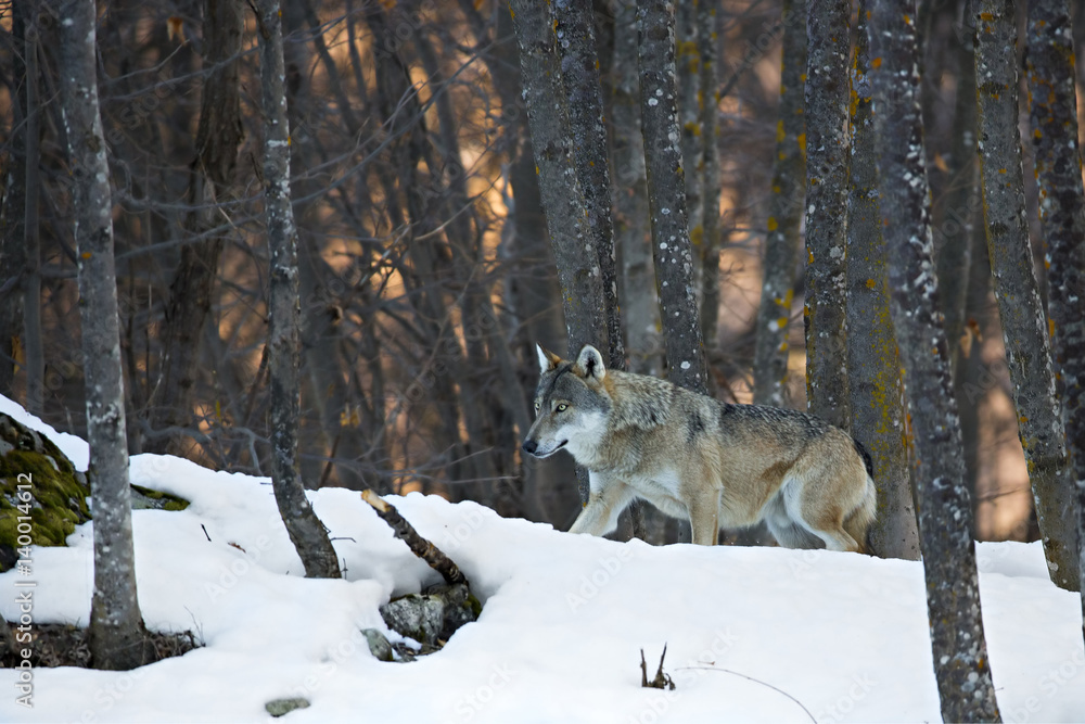 Obraz premium animal