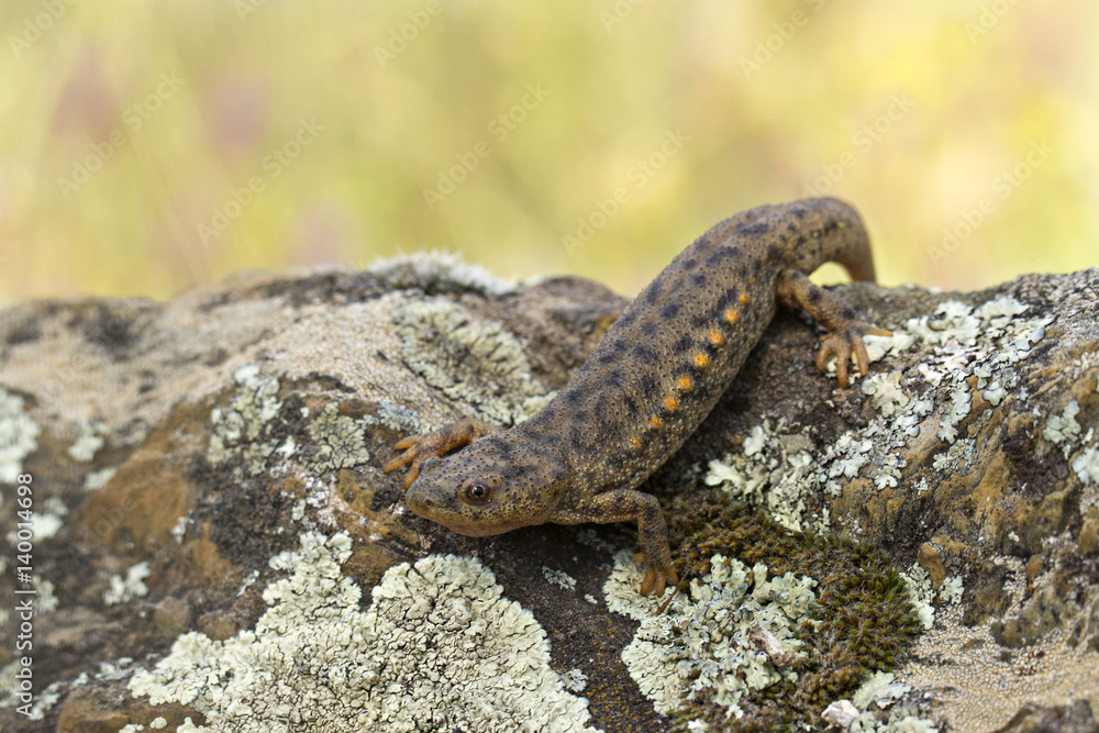 Fototapeta premium animal