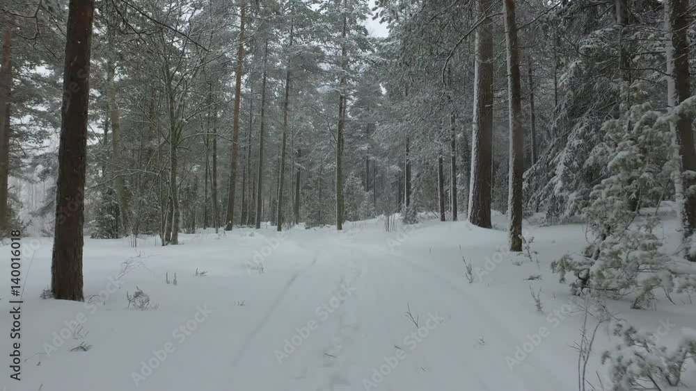 Walking through the woods on a snowy day. Walking through the woods on a snowy day.