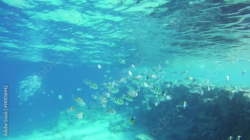 Beautiful Colorful Tropical Fish on Vibrant Coral Reefs Underwater in the Red Sea photo