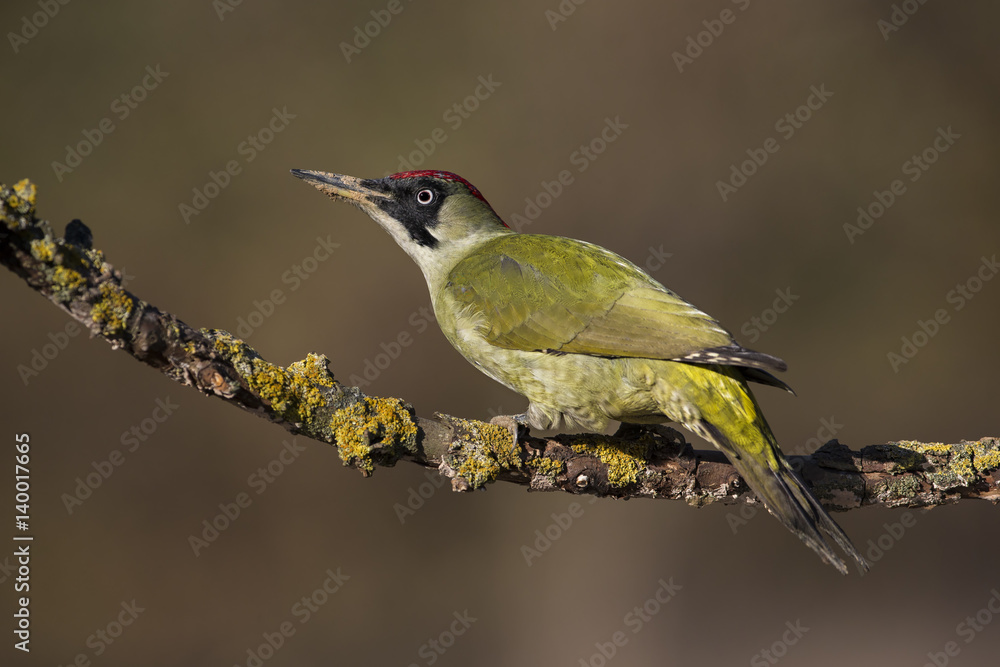 Fototapeta premium animal