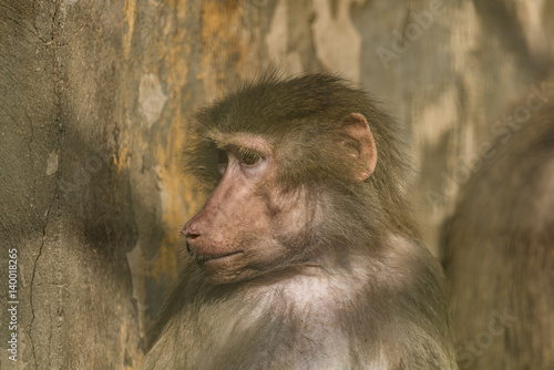 Hamadryas baboon in ZOO Liberec in cold day photo