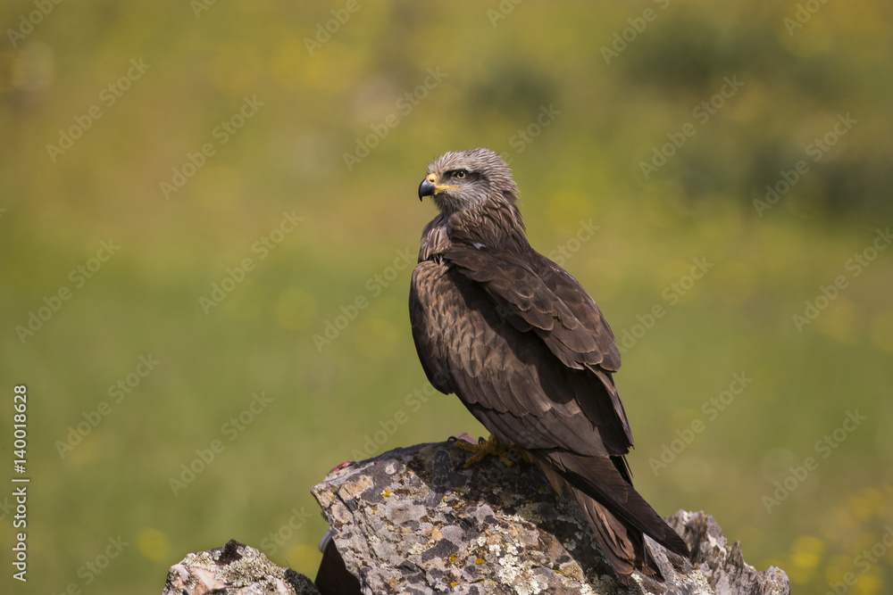 Obraz premium animal