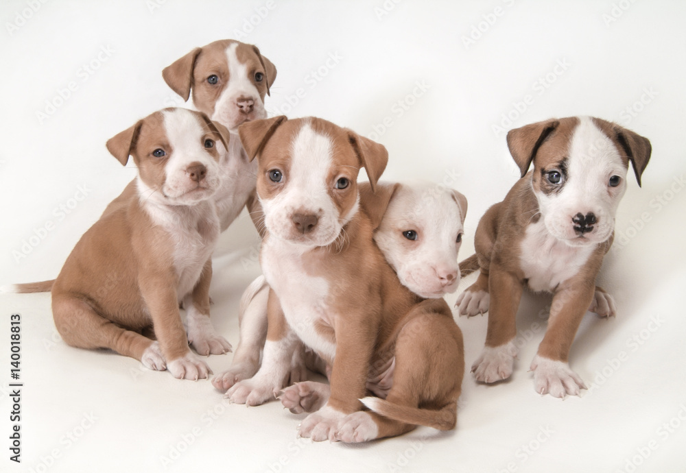 6 week old Pit Bull Terrrier puppies on white background