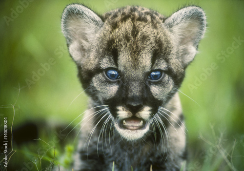 Florida Panther cub