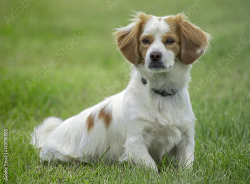 Spaniel dog sitting on grass lawn