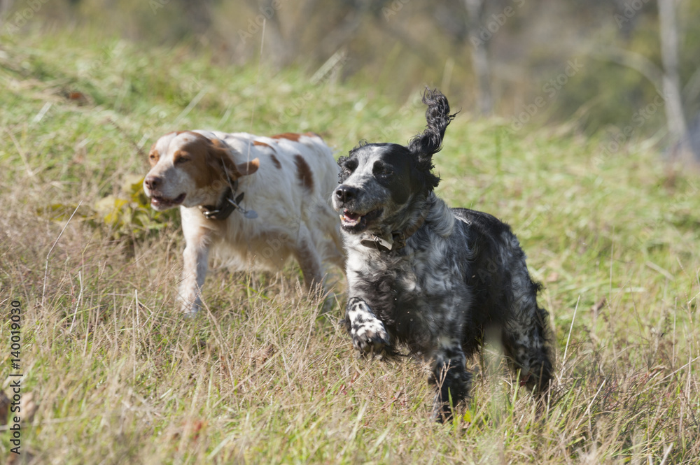 Pair of spaniels run in tall grass meadow Pair of spaniels run in tall grass meadow