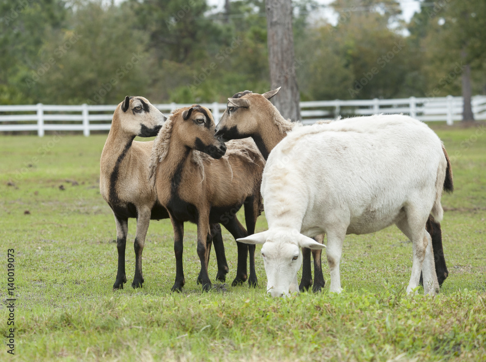 Fototapeta premium barbary and black bellied sheep
