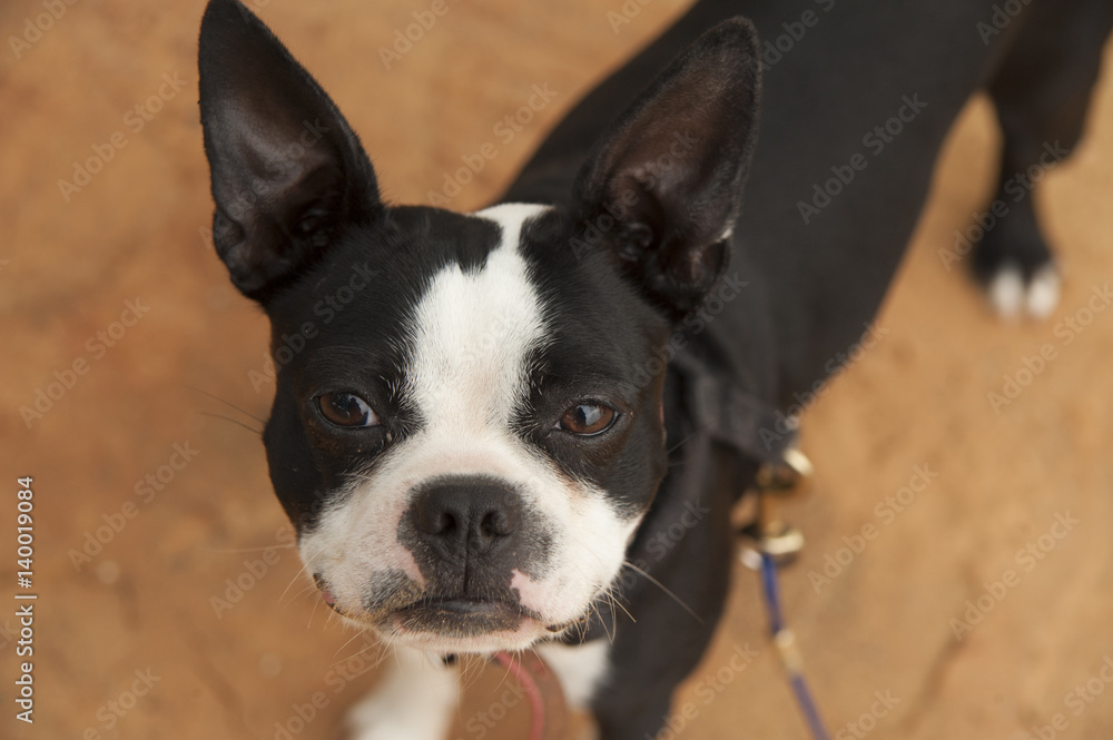 Boston terrier dog looking up