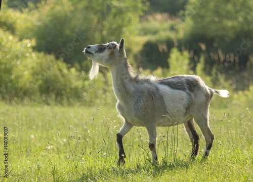 Curious Alpine goat in lush green pasture