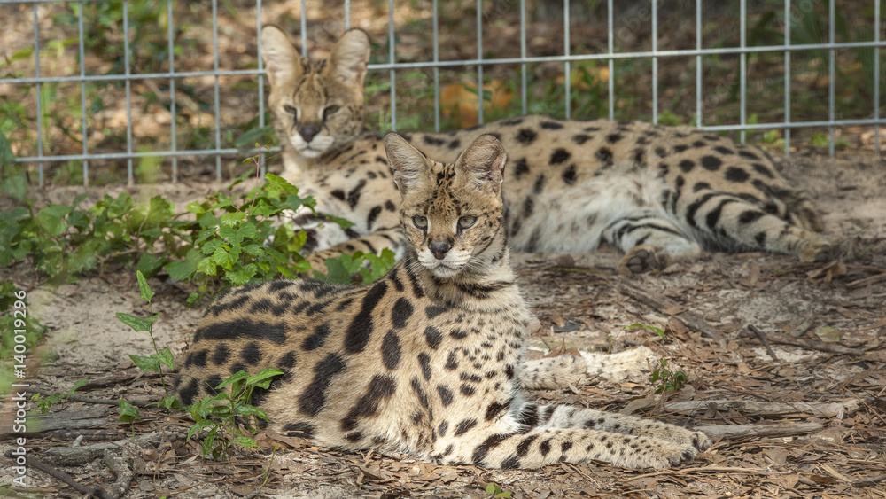 Obraz premium Captive African serval cat
