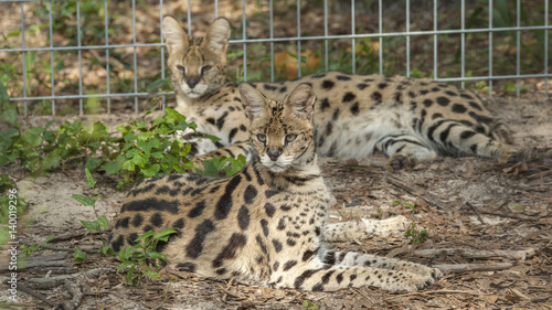 Captive African serval cat
