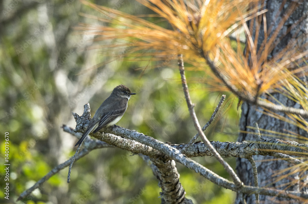 Flycatcher bird perched in pine tree