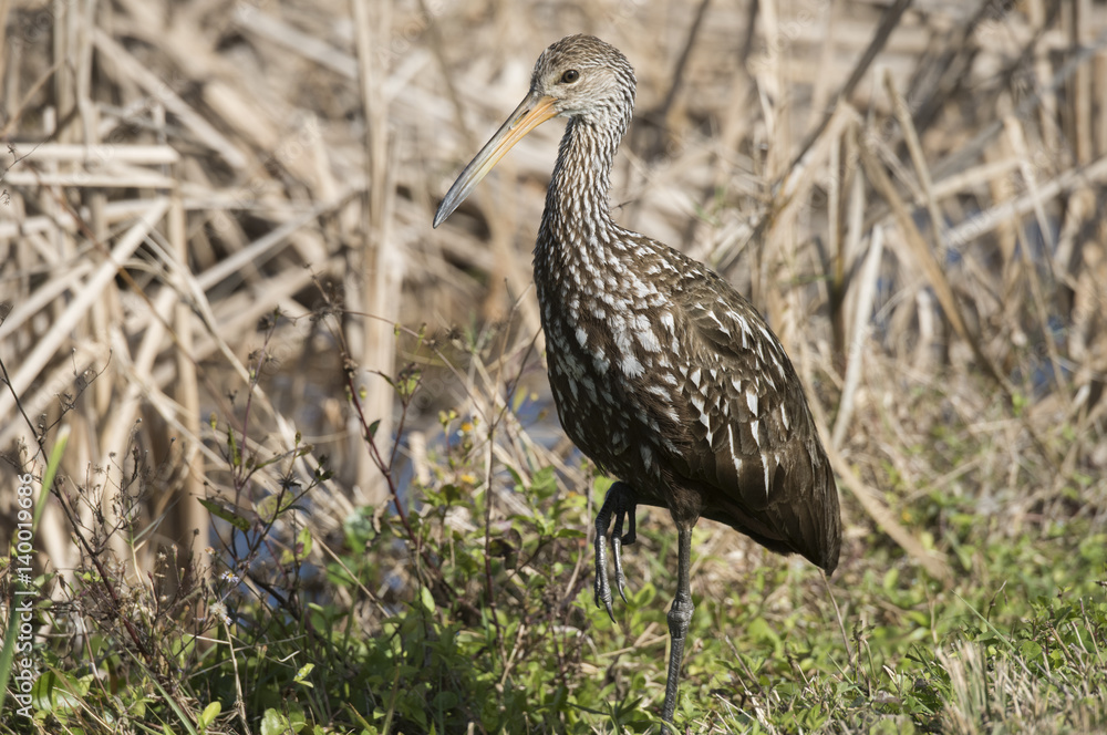 Limpkin in marsh at Viera Wetlands, FL Limpkin in marsh at Viera Wetlands, FL