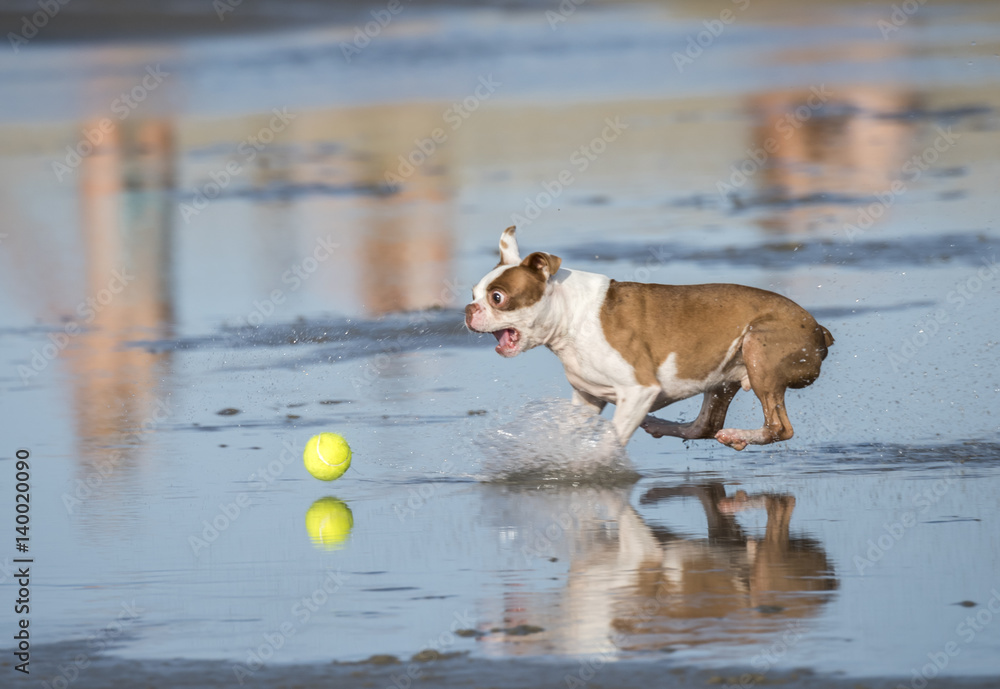 French Bulldog chasing ball on beach Stock Photo Adobe Stock