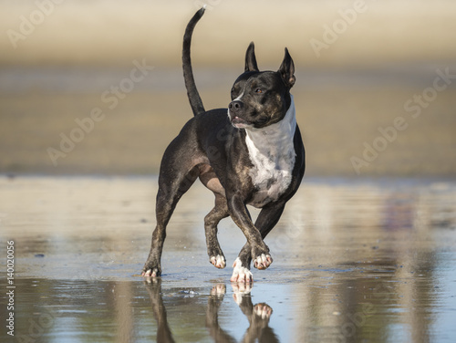 Foto Staffordshire-bull-terrier runs and play on beach